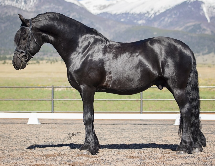 Friesian & Friesian Crossbreds for sale